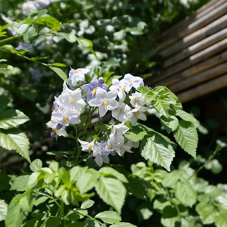 O'sole Mio Pompeja